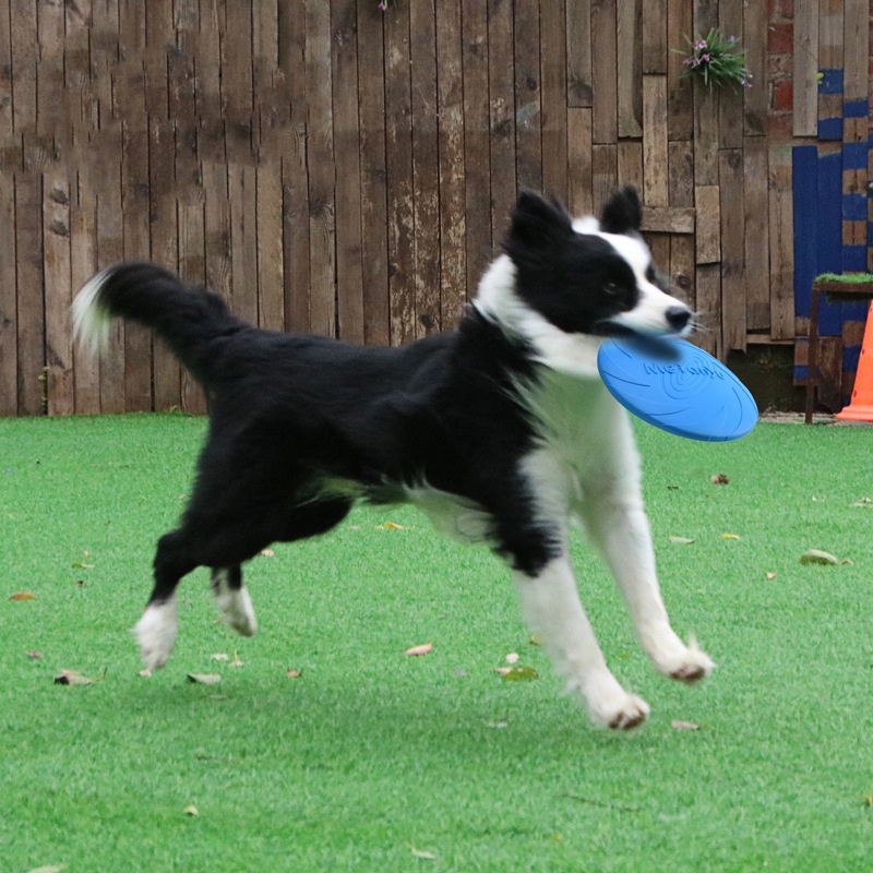 Bite Resistant Flying Disc Toy - Flying Disc Dog Training Toy recension och pris