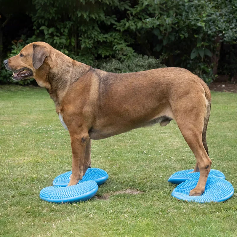 Dogs Training Aids Balance Fly - Flying Disc Dog Training Toy recension och pris