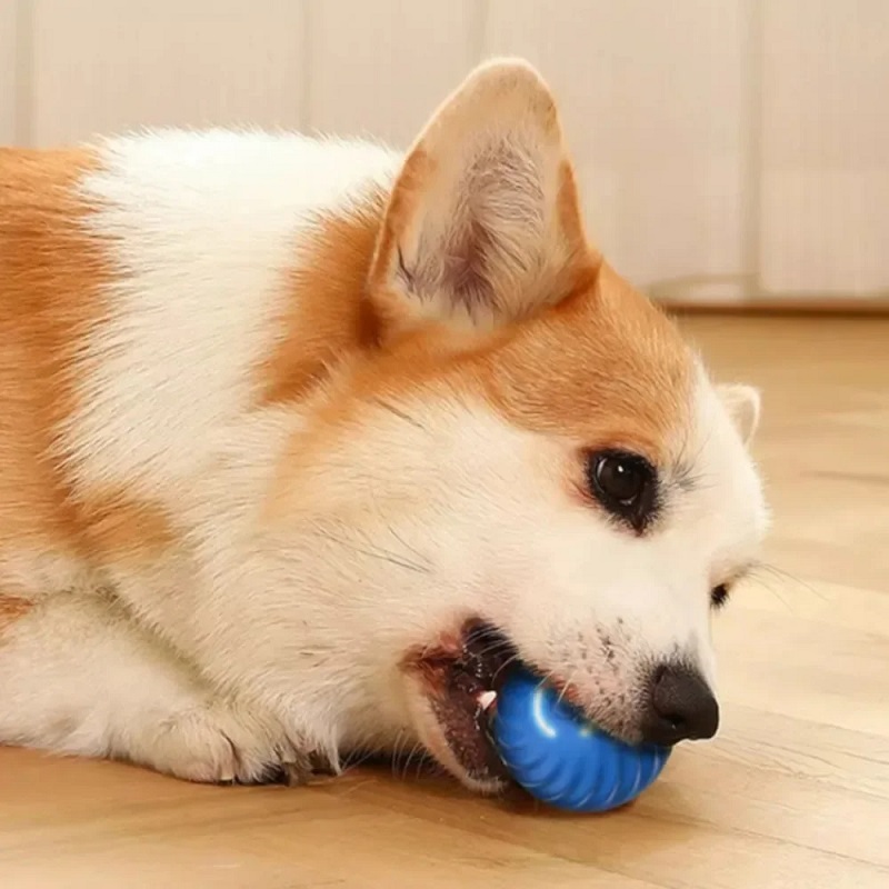 Dog Toy Ball Automatic Moving  - Suction Cup Dog Tug Toy recension och pris